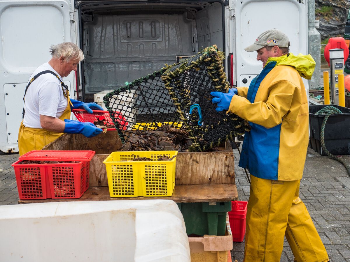 Fishermen unloading and sorting their catch in Port Ellen